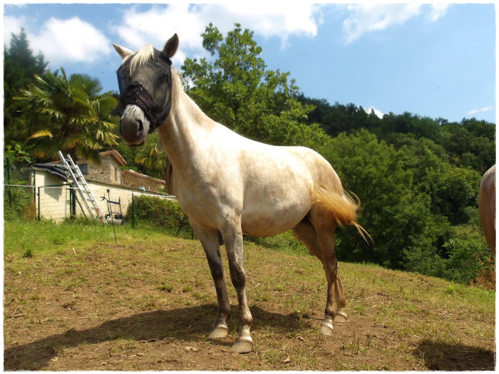 EPONA JUMENT ONC 5 ANS ROUAN BLEU A vendre 1800