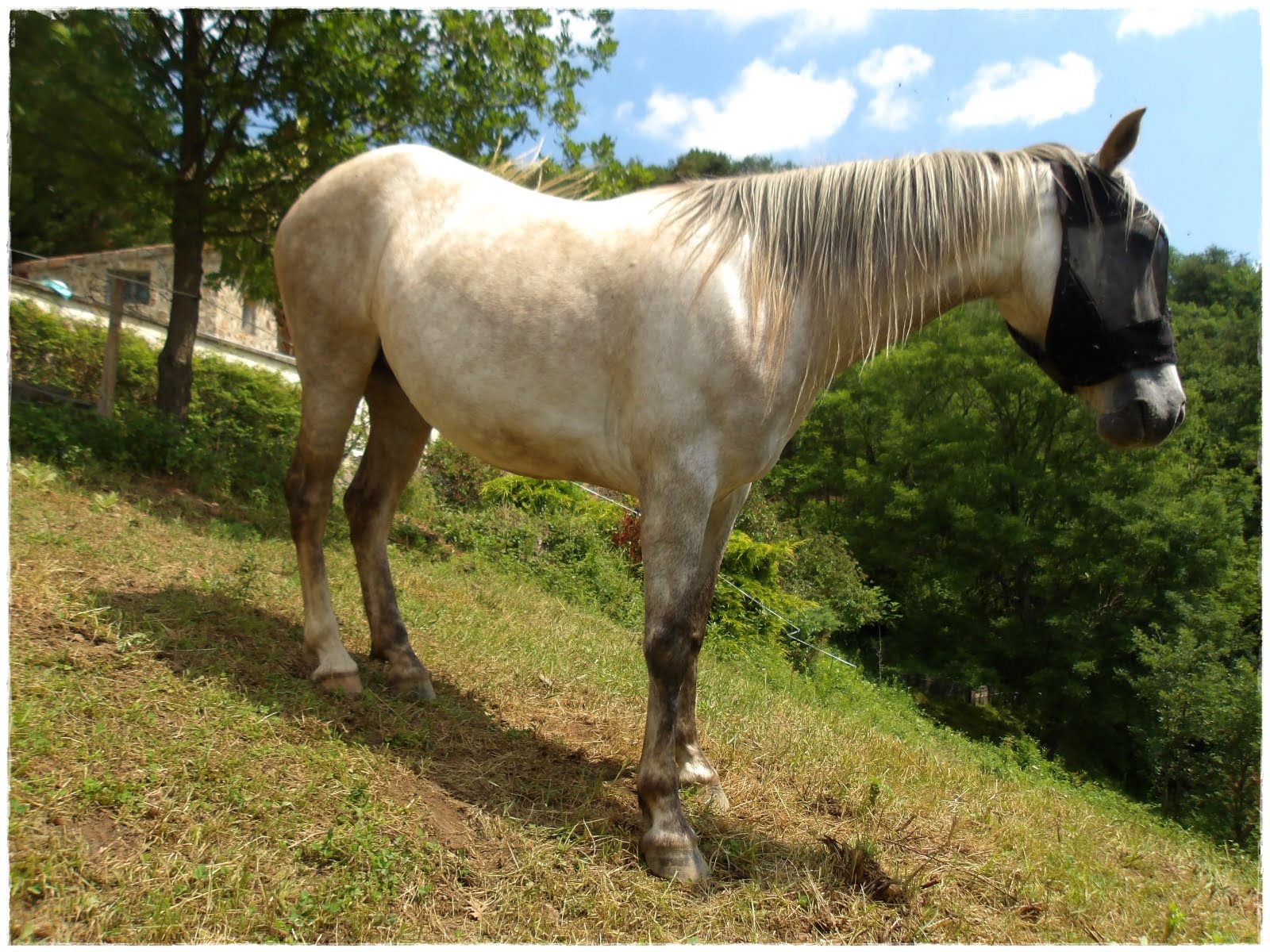 Cheval rouan hotsell a vendre