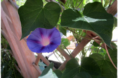 Ipomée